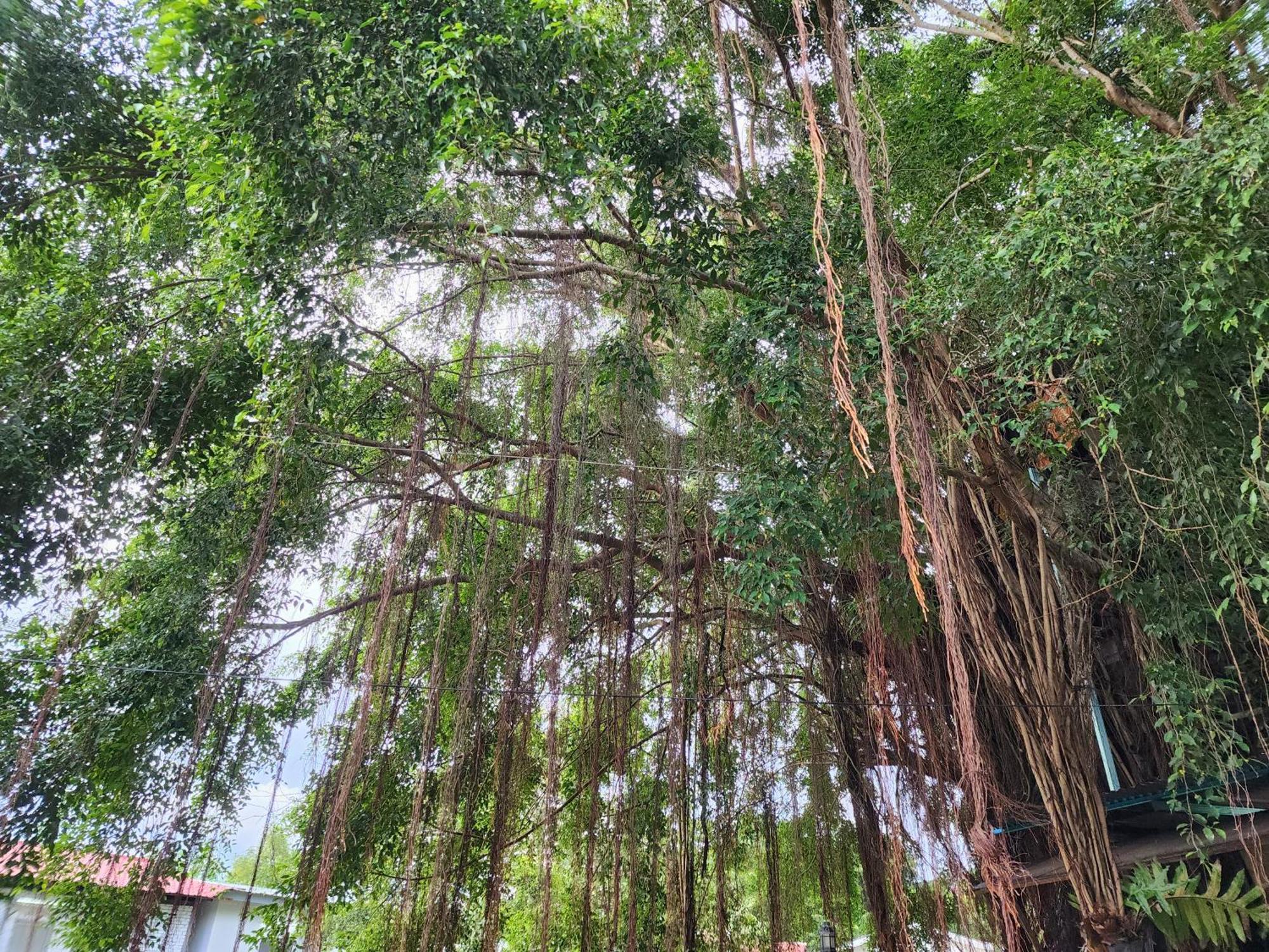 Blissfull Sweet Inn Pantai Cenang  Bagian luar foto